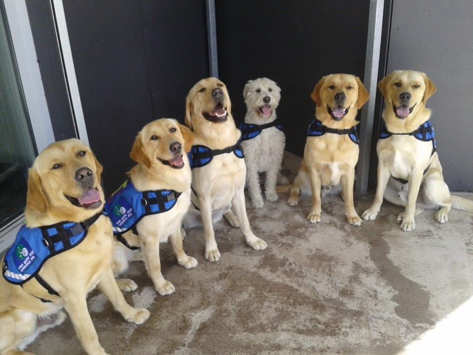 6 assistance dogs wearing identification vests.