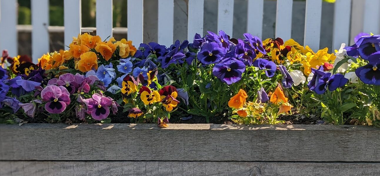 A flowerbed by Elsenham Station, filled with brightly coloured pansies in purple, orange and pink.